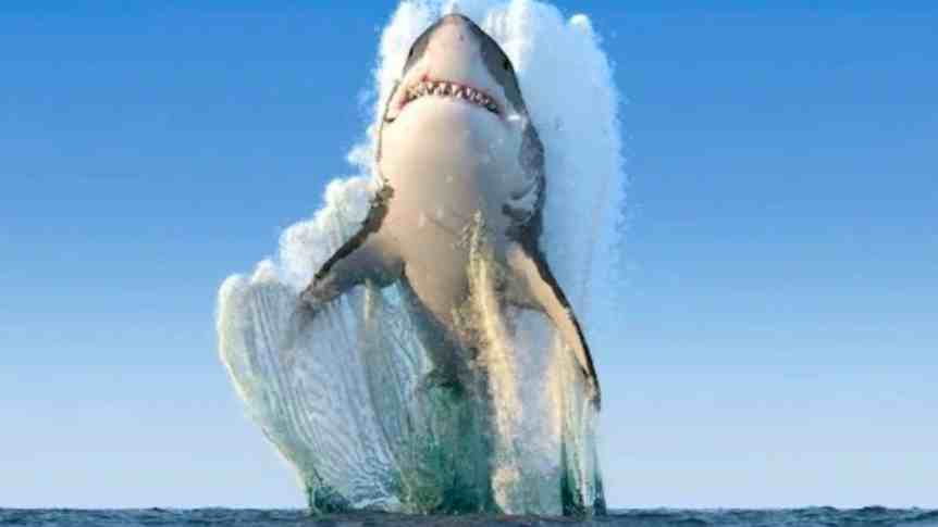 Cocaine Sharks